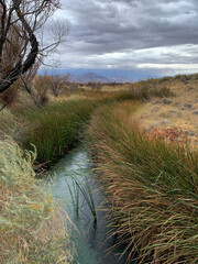 Stream Through the Grass in Ash Meadows