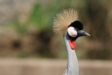Fototapeta premium African Crowned Crane, Eastern Cape, South Africa
