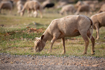 Naklejka na ściany i meble Sheep grazing in the field. flock of sheep
