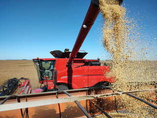 soybean harvest