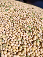 soybean harvest