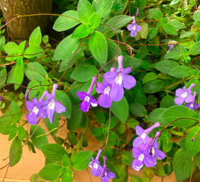 Purple flowers on a Streptocarpus saxorum plant growing in a garden