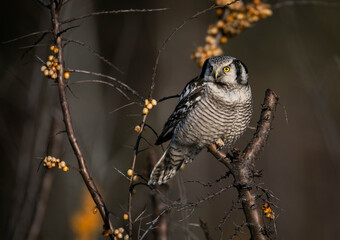Northern Hawk Owl ( Surnia ulula )
