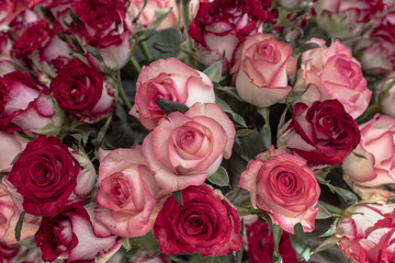 Bouquet of red and pink roses. The flowers fill up the whole background.