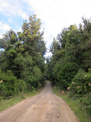 Fototapeta na wymiar Pureora Forest Park New Zealand showing Rimu Trees
