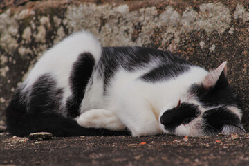 tabby cat sleeping lazily on a rustic floor.