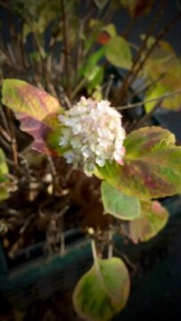 Vertical slow motion video of old broken hydrangea