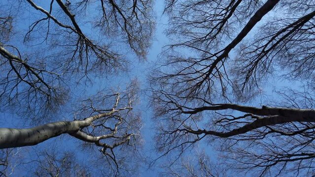 Beech trees against the sky.