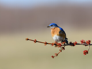Male Eastern Bluebird Perched on Beautiful Tree Branch in Spring