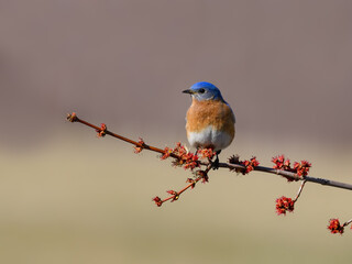 Male Eastern Bluebird Perched on Beautiful Tree Branch in Spring