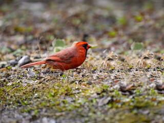 Male Northern Cardinal Foraging on the Ground in Spring