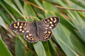 Speckled wood butterfly (Pararge aegeria) perched with its wings spread. Beautiful butterfly portrait.