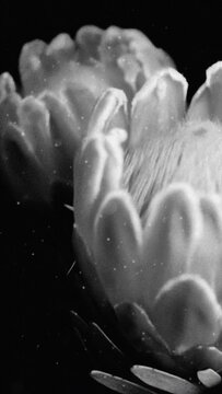 Vertical slow motion video of protea