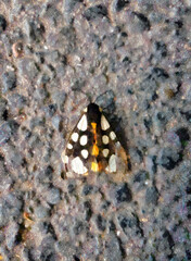 Butterfly Ursa rustic with black and white wings and an orange belly sits on gray-blue asphalt stylization under oil acrylic