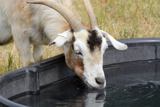 Goat with horns drinking water out of black rubber tub trough