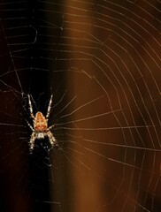 spider on web
