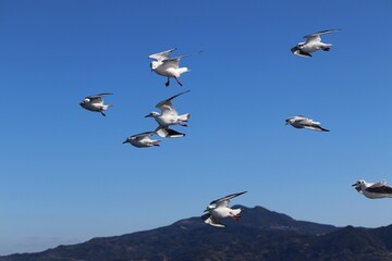 ユリカモメの群れ