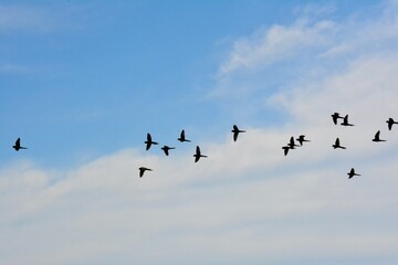Flying birds silhouette. Flock of black marine birds, doves, seagulls or swallows for decoration, isolated black on white background. Vector freedom concept