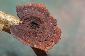 Forest mushrooms polypores - medicine plant