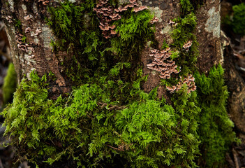 Brilliant green moss and cluster fungi on a tree trunk.
