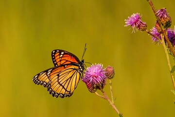 monarch butterfly on flower with copy space