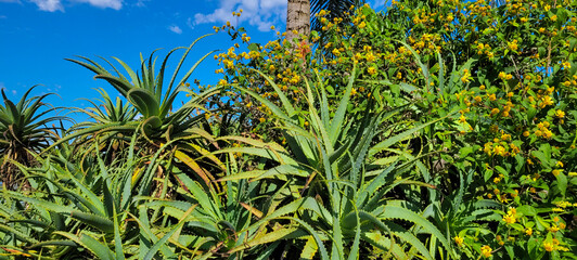 foto de jardim no parque