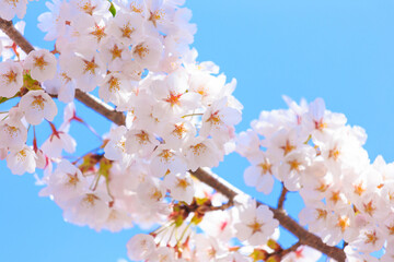 Obraz premium cherry tree blossom