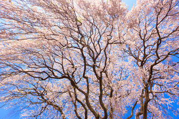 cherry blossom in spring