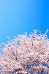 cherry blossom on sky