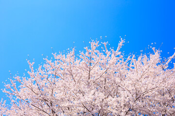 blue sky and cherry blossoms