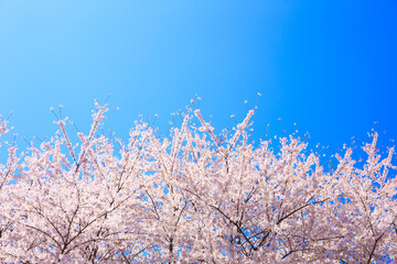 blue sky and cherry blossoms