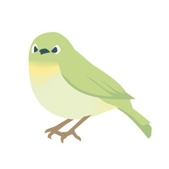 正面顔のメジロ