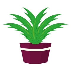 plant on pot
