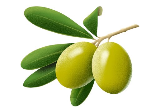 Illustration of a branch with leaves and two green olives, nature, fruit, food, oil