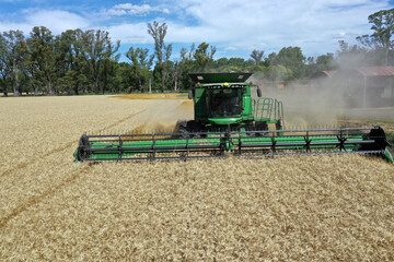 Fototapeta premium Wheat Harvest