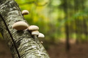 Fungus on tree on the cheesequake state park.