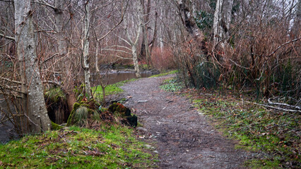 A winter path as it winds its way through the dried shrubs and barren trees