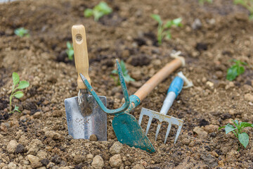 Garden tools, fresh young sprouts, seedling. Gardening concept background. Spring seasonal of growing plants. Onion, shovel, spade fork, soil.