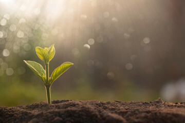 Growing plant,Young plant in the morning light on ground background, New life concept.Small plant on the ground in spring.