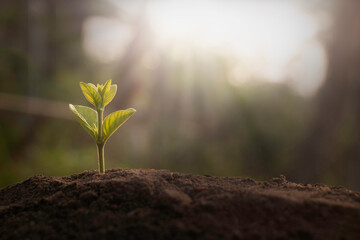 Growing plant,Young plant in the morning light on ground background, New life concept.Small plant on the ground in spring.
