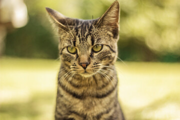 cat on grass looking alertness