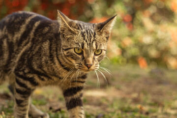 cat on grass looking alertness
