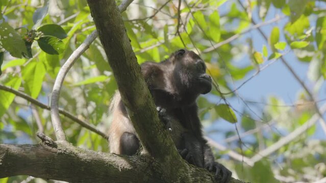a high frame rate shot of a howler monkey sitting in a tree at manuel antonio national park of costa rica