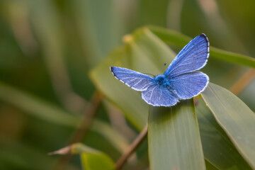 Fototapeta premium Common blue butterfly (Polyommatus icarus) perched on a branch in a UK garden. Beautiful British butterfly portrait.
