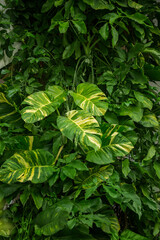 Thickets of tropical plants with monstera leaves. landscape design © Arina B