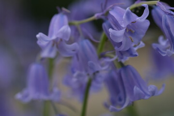Bluebells close up, selective focus with blurred background. Selective focus of Spanish bluebell, Hyacinthoides hispanica, Endymion hispanicus or Scilla hispanica is a spring-flowering bulbous