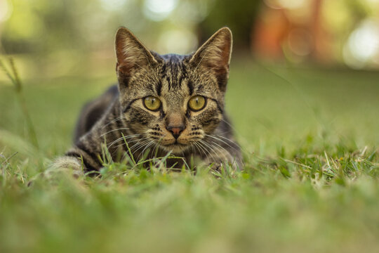 cat on grass looking alertness