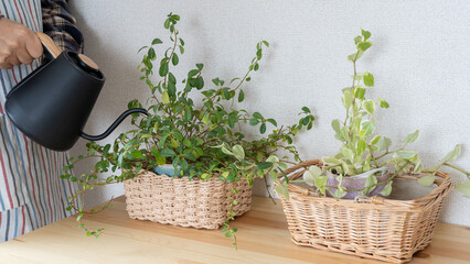 観葉植物に水やり © aomas
