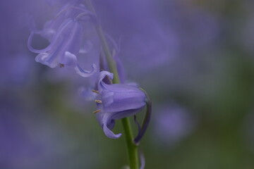 Bluebells close up, selective focus with blurred background. Selective focus of Spanish bluebell, Hyacinthoides hispanica, Endymion hispanicus or Scilla hispanica is a spring-flowering bulbous