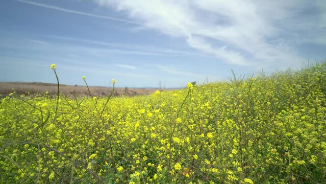 Mustard Flowers Blowing in the Wind on a Sunny Spring Day